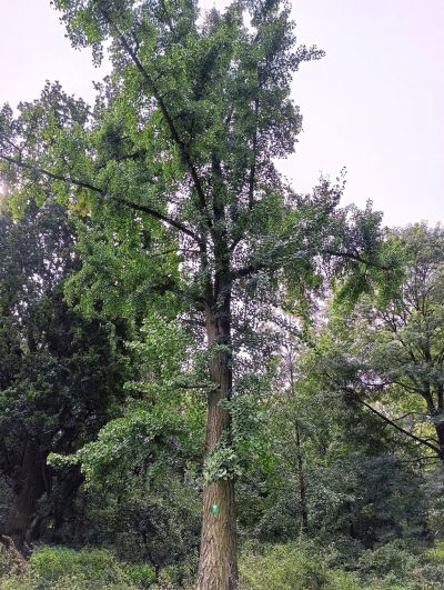 Milorząb_dwuklapkowy